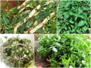 Tiêu dùng - 5 loại rau mọc hoang đầy đường ở Việt Nam, nay dân đem về trồng hái "núi tiền"