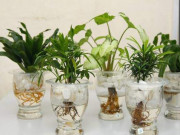 Nhà đẹp - Những loại cây phong thủy không cần đất, đặt ở đâu may mắn đổ về chỗ đó