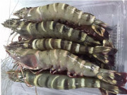 Tiêu dùng - Bản tin tiêu dùng: Tôm to bằng cổ tay, đắt hơn tôm hùm gây sốt thị trường là tôm gì?
