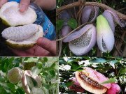 Xem ăn chơi - Mê đắm 4 kỳ quả "dại" đẹp không tưởng mà lại còn siêu ngon và bổ nhất thế gian