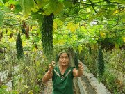 Xem ăn chơi - Trồng mướp đắng ra trái khổng lồ, U60 "hái" 500 ngàn đồng mỗi ngày