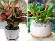 Nhà đẹp - Những loại cây may mắn đặt trên bàn thờ, gia chủ làm gì cũng hanh thông