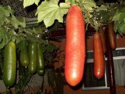 Xem ăn chơi - Quả "siêu to khổng lồ" một thời làm cảnh, nay hút khách vì quá thơm