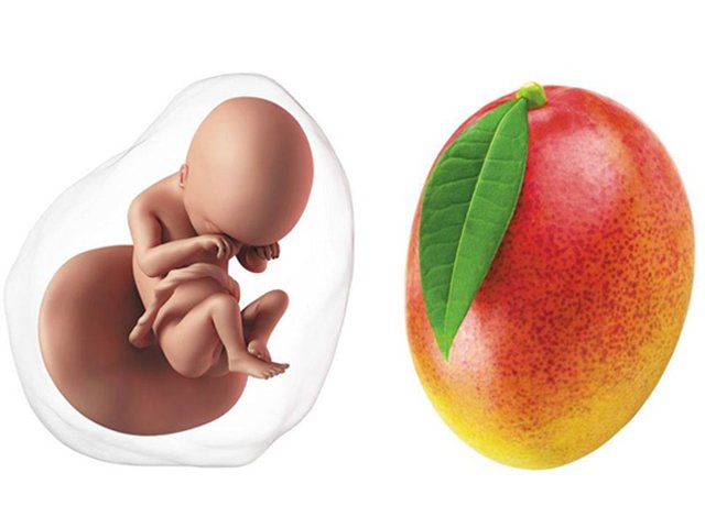 Tuần 19 của thai nhi: Mẹ và bé thay đổi như thế nào?
