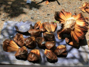 Xem ăn chơi - Một món ăn ở Trung Quốc trước chẳng ai thèm ngó, nay ăn đến mức tuyệt chủng