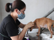Tin tức - Nắng nóng khiến thú cưng bạc triệu cũng sốc nhiệt hàng loạt, sảy thai, đẻ non tăng vọt