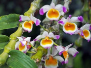 Nhà đẹp - Các loại lan rừng chắc chắn phải sở hữu nếu là dân sành lan thứ thiệt