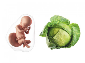 Thai 30 tuần: Bé có thể tự nắm bàn chân