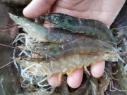 Bếp Eva - Khi mua tôm, thấy 4 điều này tránh ngay, người bán thầm khen "bạn là chuyên gia"