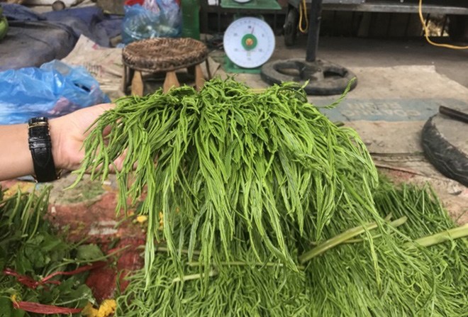 Loại rau thối um nhưng là đặc sản Tây Bắc và dễ gây nghiện, ở Hà Nội bán 90.000đ/mớ - 3