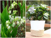 Nhà đẹp - 8 loại hoa thơm như nước hoa, trồng ban công đưa hương nức cả nhà