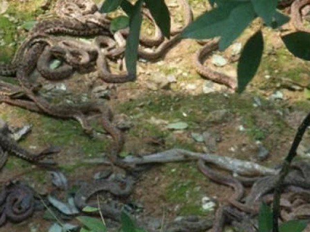 Đảo rắn duy nhất ở Trung Quốc chứa gần 20.000 con rắn độc