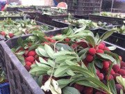 Tiêu dùng - Thanh mai Trung Quốc bán đầy vỉa hè Hà Nội: Tiểu thương tiết lộ bất ngờ