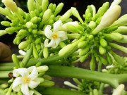 Sức khỏe - 6 tác dụng của hoa đu đủ đực và cách sử dụng điều trị bệnh
