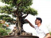 Clip Eva - Ngắm nhìn cây sanh cổ trăm tuổi ở Thường Tín