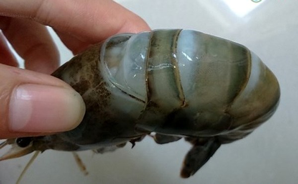 Điểm cực dễ thấy để biết tôm bơm tạp chất, nhiều người thường bỏ qua hoặc không biết - 1