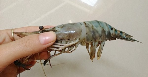 Điểm cực dễ thấy để biết tôm bơm tạp chất, nhiều người thường bỏ qua hoặc không biết - 2
