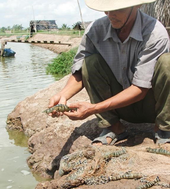 Điểm cực dễ thấy để biết tôm bơm tạp chất, nhiều người thường bỏ qua hoặc không biết - 4