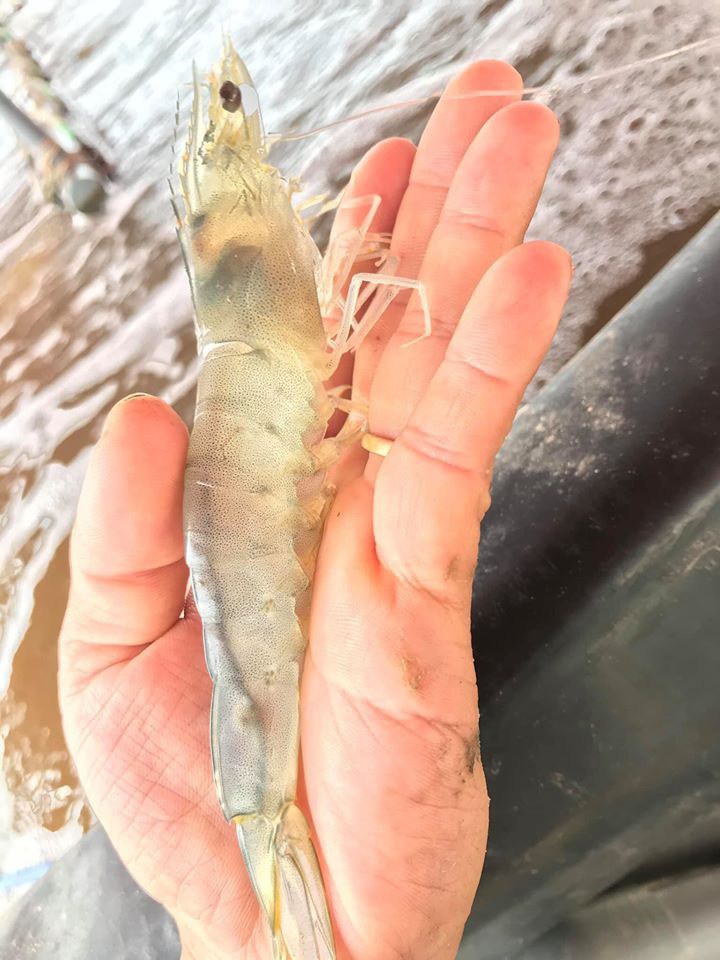 Điểm cực dễ thấy để biết tôm bơm tạp chất, nhiều người thường bỏ qua hoặc không biết - 6