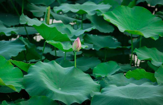 Giới trẻ đua nhau lên hồ Tây chụp ảnh mùa nắng nóng - 4