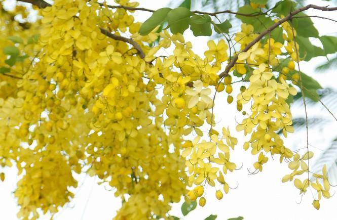 Giới trẻ đua nhau lên hồ Tây chụp ảnh mùa nắng nóng - 7