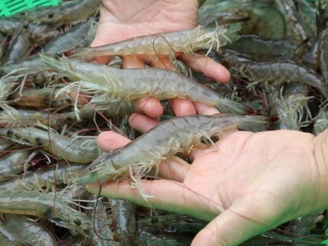 Điểm cực dễ thấy để biết tôm bơm tạp chất, nhiều người thường bỏ qua hoặc không biết