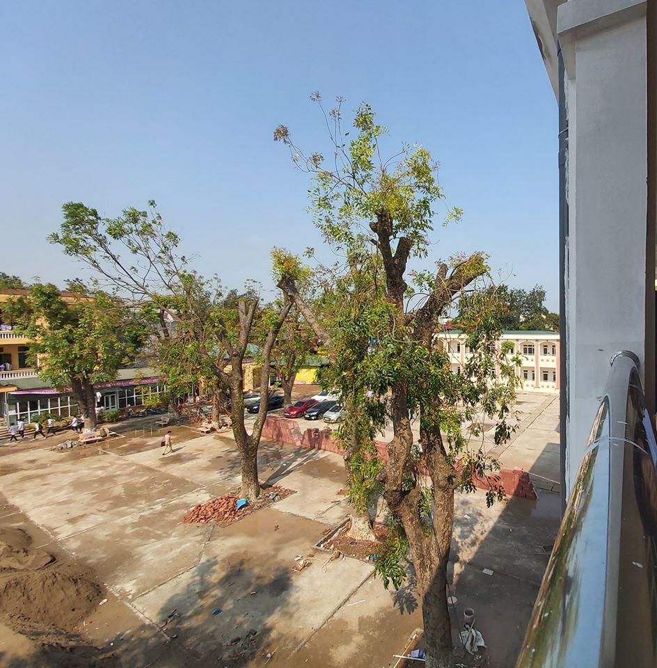 sau vu cay do de hoc sinh, buc anh "phong toa" cay phuong thu hut 92 nghin luot thich - 6
