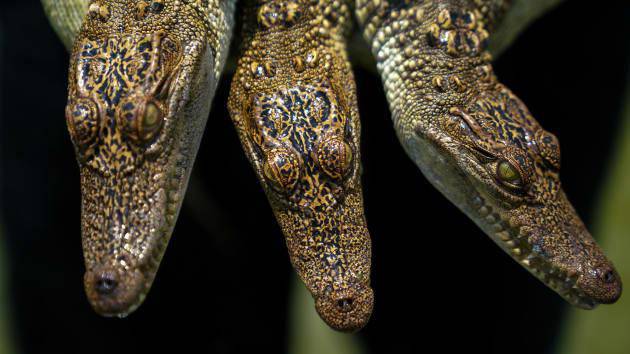 Du khách hết hồn khi tới trang trại cá sấu lớn nhất Thái Lan - 2