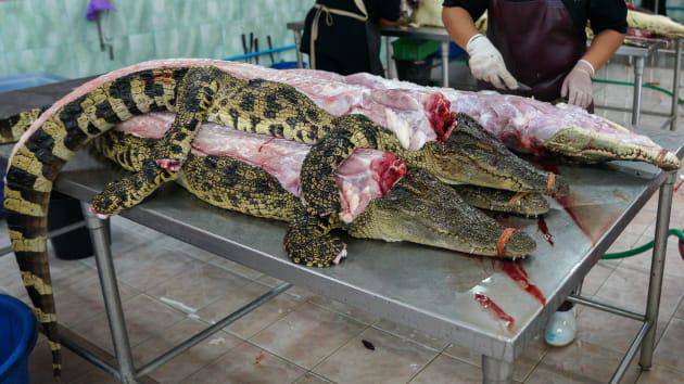 Du khách hết hồn khi tới trang trại cá sấu lớn nhất Thái Lan - 6