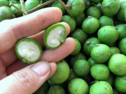 Tiêu dùng - Bản tin tiêu dùng: Sấu non giá đắt hơn trái cây nhập khẩu vẫn hút khách ầm ầm