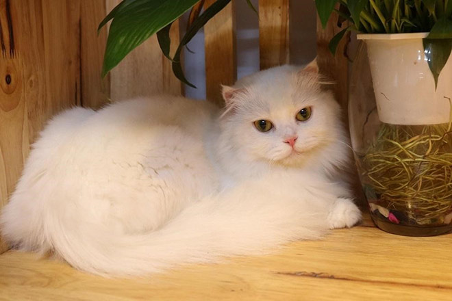 Mua mèo tai cụp tại Dogily Petshop - 1