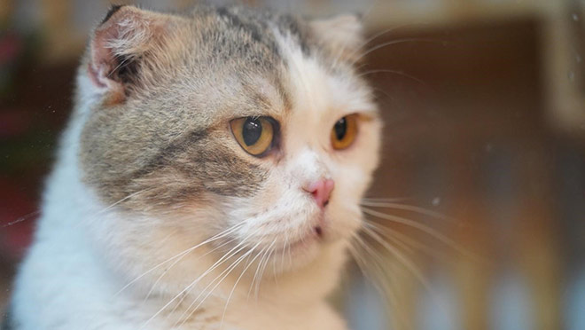 Mua mèo tai cụp tại Dogily Petshop - 2