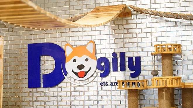 Mua mèo tai cụp tại Dogily Petshop - 3