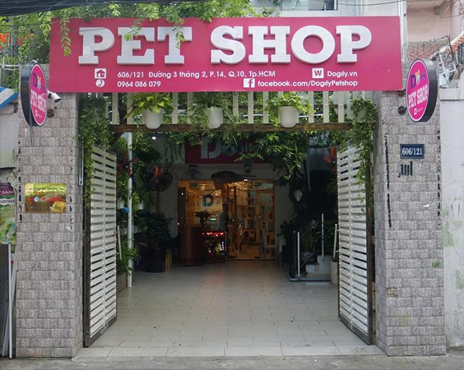 Mua mèo tai cụp tại Dogily Petshop - 4