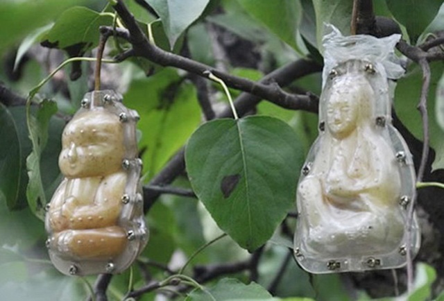 Sự thực về loài cây có quả hệt cô gái khỏa thân, chỉ rung lên khi nam giới chạm vào - 6