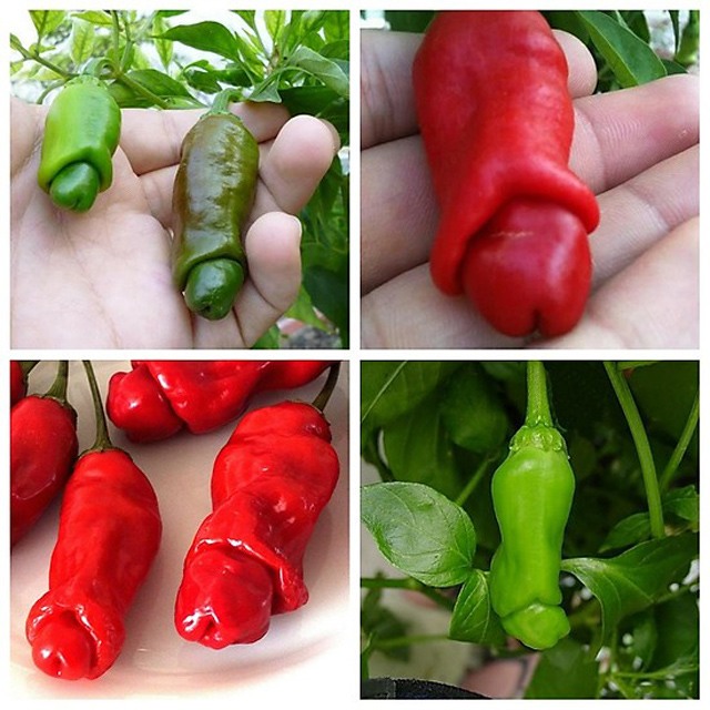 Sự thực về loài cây có quả hệt cô gái khỏa thân, chỉ rung lên khi nam giới chạm vào - 8