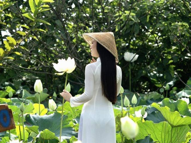 Trồng sen trắng để bán không ngờ khách ùn ùn đến chụp ảnh, chủ đầm hốt bạc