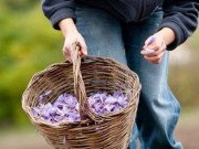 Xem ăn chơi - Ra đồng hái thứ bé tẹo, về nhà sấy khô bán hàng chục triệu, người Việt cũng mê