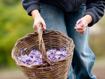 Ra đồng hái thứ bé tẹo, về nhà sấy khô bán hàng chục triệu, người Việt cũng mê