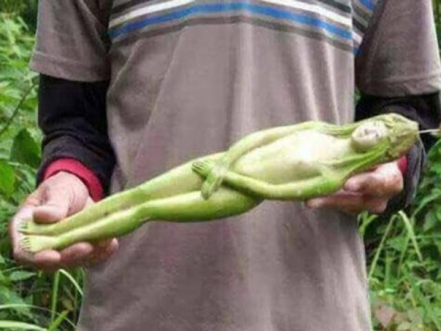 Sự thực về loài cây có quả hệt cô gái khỏa thân, chỉ rung lên khi nam giới chạm vào