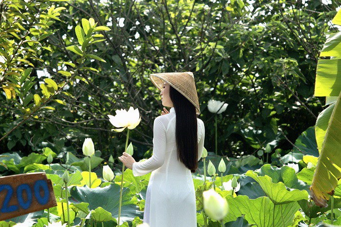 Sen trắng đầu mùa thu hút khách đến chụp ảnh.