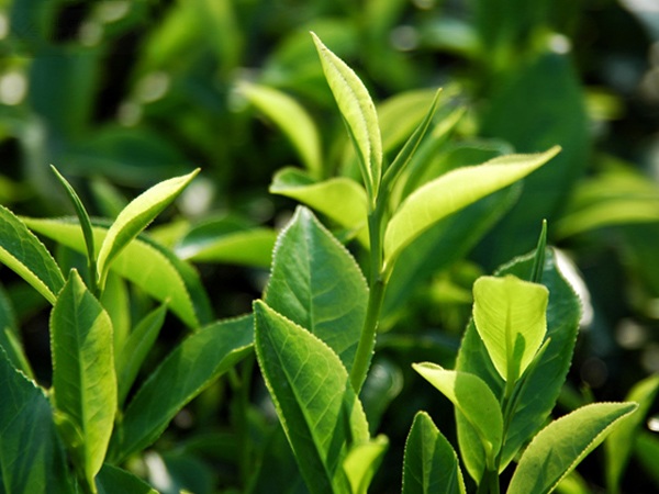 bi huyet trang lam sao het? - 4