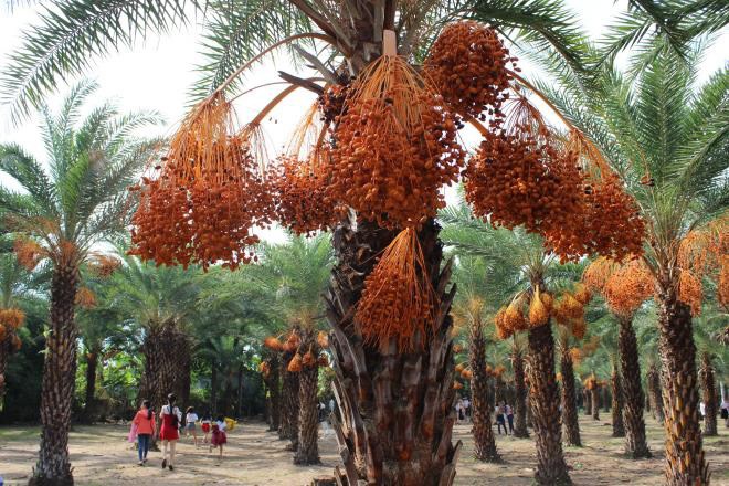 Vườn chà là Sa Đéc siêu khủng độc nhất vô nhị người dân đổ xô đi check in - 1