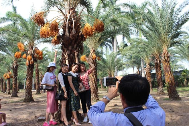 Vườn chà là Sa Đéc siêu khủng độc nhất vô nhị người dân đổ xô đi check in - 2