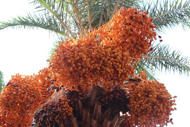 Vườn chà là Sa Đéc siêu khủng độc nhất vô nhị người dân đổ xô đi check in - 3