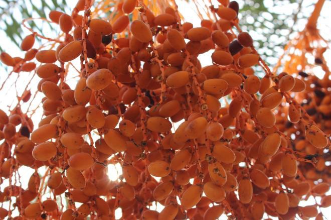 Vườn chà là Sa Đéc siêu khủng độc nhất vô nhị người dân đổ xô đi check in - 4