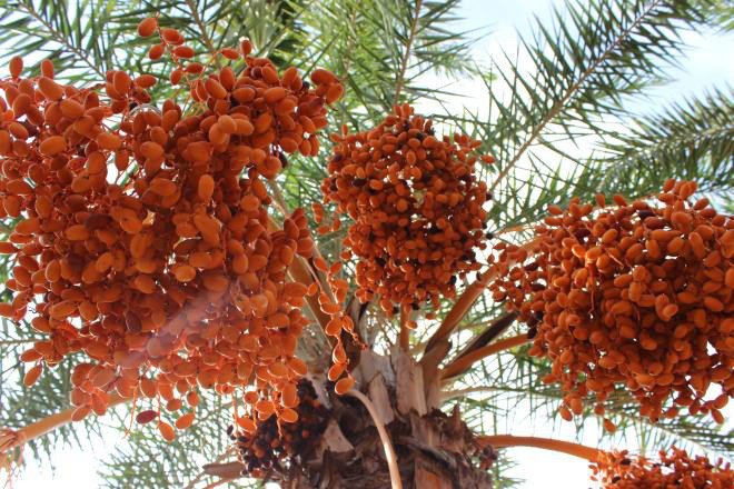 Vườn chà là Sa Đéc siêu khủng độc nhất vô nhị người dân đổ xô đi check in - 5