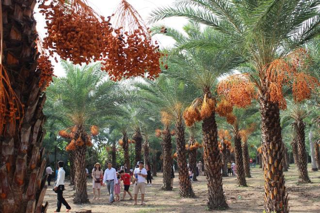 Vườn chà là Sa Đéc siêu khủng độc nhất vô nhị người dân đổ xô đi check in - 6