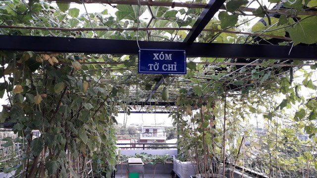 Bố Sài Gòn biến sân thượng thành vườn rau, ăn không hết phải nài nỉ hàng xóm sang lấy về - 25