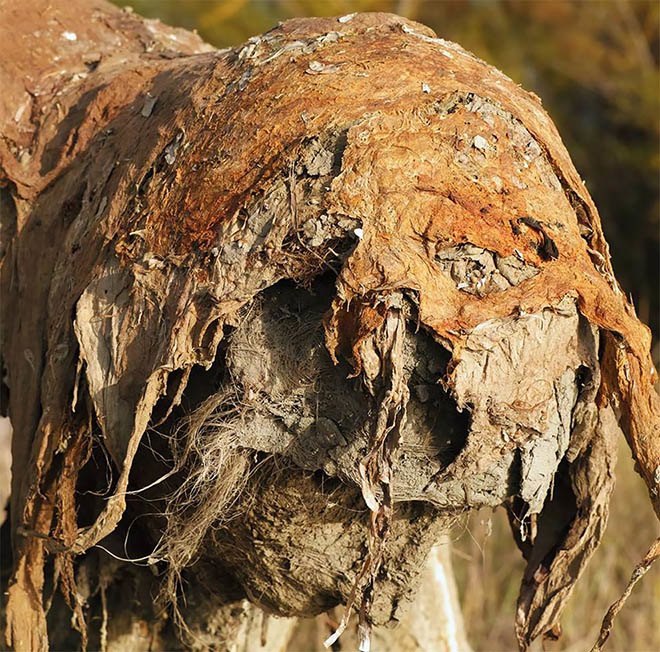 Buổi tối gặp những bức tượng đầm lầy này đảm bảo du khách hết hồn bỏ chạy - 4